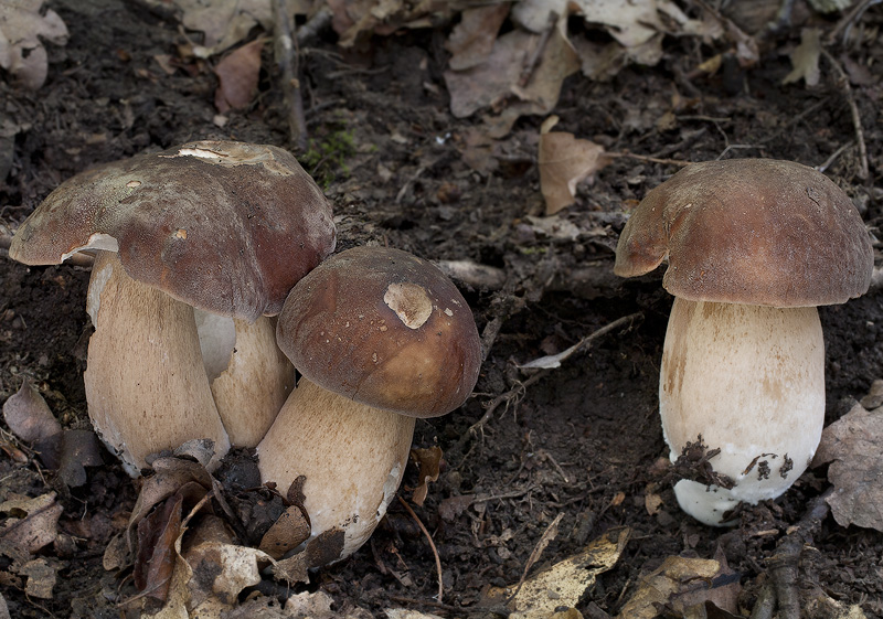 Boletus aereus